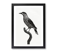Nutcracker Bird By Jacques Barraband Vintage Framed Wall Art Print, Ready to Hang Picture for Living Room Bedroom Home Office Décor, Black A4 (34 x 25 cm)