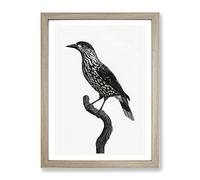 Nutcracker Bird By Jacques Barraband Vintage Framed Wall Art Print, Ready to Hang Picture for Living Room Bedroom Home Office Décor, Oak A3 (34 x 46 cm)