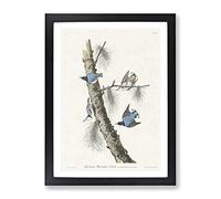 Nuthatch Birds By John James Audubon Vintage Framed Wall Art Print, Ready to Hang Picture for Living Room Bedroom Home Office Décor, Black A4 (34 x 25 cm)