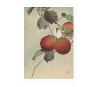 Nuthatcher Atop Persimmons Ohara Koson Poster, Japanese Woodblock Ukiyo-E Print, Vintage Bird Art Picture Animal Painting Wall Art Exhibition, Japan Birds Home Decor, A3 (Print Only) - 42x29.7cm