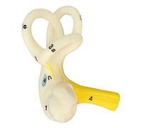 Nutriess Ear Semicircular Canal Model 5X Magnification Clear Inner Ear Anatomy Model for Teaching Detailed Structure Anatomical Study Aid