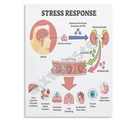 NWPNLXEA Fight or Flight Response Poster Stress Response System Biology Educational Wall-Art Canvas Print for Science Classroom and Home Office Framed,08x12inch(20x30cm)