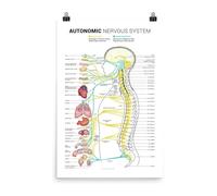 NWPNLXEA Human Anatomy Poster Autonomic Nervous System Chart Sympathetic and Parasympathetic Nerves Brain Science Educational Canvas Wall-Art Framed,12x18inch(30x45cm)