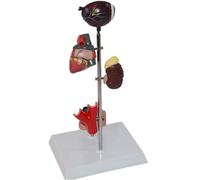 NZPOST Human Anatomical Model, Diabetes Organ Model -Medical Anatomical Diabetes Model - Removable Human Organ Model Human Anat