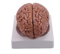 NZPOST Human Anatomical Model, Medical Anatomical Human Brain Model, Human Organ Anatomical Brain Model, Removerable 8-Part Hum