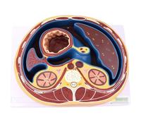 NZPOST Human Flat Omentum Omentum Capsular Structure Model Human Abdomen Cross Section Model Organs Model for Analyze the Condi