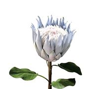 NZXVSE Artificial King Protea Flower,25 Inches Tall Tropical Flower Arrangements Decor,Real Touch Silk Flowers,Fake King Protea for Wedding Bridal Bouquet Home Kitchen,Blue