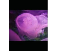 O reino e o dever: Entre o trono e a liberdade de amar