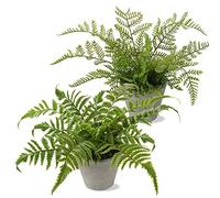 Oairse 2 Pack Artificial Boston Fern Plant in Pots Decorative Artificial Plant Small Fake Plants Indoor Faux Fern Potted for Home Bedroom Office Desk Room Decoration