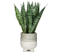 Oairse 31cm Artificial Snake Plant in Ceramic Pots Fake Plants Potted Decorative Faux Sansevieria Plant for Indoor Home Bathroom Bedroom Office Shelf Decoration