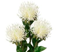 Oairse 4'' Large Artificial Chrysanthemum Flowers 3PCS Fake Spider Mums Flowers with 72cm Long Stem White Faux Leucospermum Cordifolium Flower for Wedding Flora Arrangement Bouquet