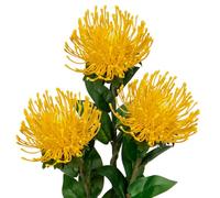 Oairse 4'' Large Artificial Chrysanthemum Flowers 3PCS Fake Spider Mums Flowers with 72cm Long Stem Yellow Faux Leucospermum Cordifolium Flower for Wedding Flora Arrangement Bouquet