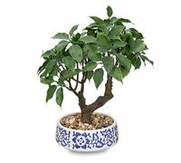 Oairse Artificial Bonsai Tree Small Ficus Bonsai Tree 33cm Indoor Bonsai Tree Fake Potted Plant Decorative Faux Ficus Plant with Ceramic Pot for Home Office Living Room Bathroom Table Shelf Decor