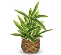 Oairse Artificial Dracaena Plant Indoor, 32cm Faux Plants in Decorative Plastic Woven Pot, Realistic Fake Potted House Plant for Home Office Shelf Bathroom Kitchen Table Decor