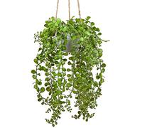 Oairse Artificial Hanging String of Pearls Plant 35cm Faux Trailing Succulent in White Pot, Indoor Hanging Plants for Home Wall Decor, Bathroom, Office, Boho Shelf Decoration