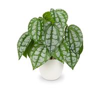 Oairse Artificial Plants in Pots 24cm Small Faux Watermelon Peperomia Potted Plants Decorative Realistic Small Fake Plant for Home Office Kitchen Bathroom Desk Shelf Decoration