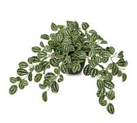 Oairse Artificial Plants Indoor, Fake Trailing Plants in Black Plastic Pot | 41cm Faux Watermelon Peperomia Plant for Indoor Outdoor Home Office Shelf Bathroom Kitchen Table Decor