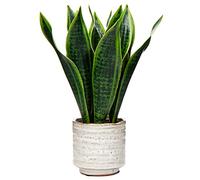 Oairse Artificial Snake Plant Fake Plants in Ceramic Pots Artificial Sansevieria Plant Artificial Plants Indoor Decorative Faux Plant for Home Bathroom Bedroom Office Decoration, 31cm