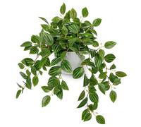 Oairse Artificial Trailing Plants Indoor, Fake Plants in Pots Desk Decor | 41cm Faux Watermelon Peperomia Plant for Indoor Outdoor Home Office Shelf Bathroom Kitchen Table Decor