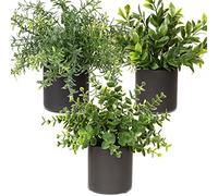 Oairse Fake Plants Set of 3 Artificial Plant in Ceramic Pot Small Artificial Plants Indoor Eucalyptus Rosemary Faux Plant Potted for Home Living Room Bedroom Bathroom Living Room Desk Decor, 23cm