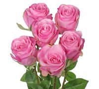 Oairse Pink Artificial Roses 6PCS 18.9" Silk Rose Faux Flowers with Long Stems Realistic Fake Rose Bouquet for DIY Wedding Arrangements Table Vase Centerpieces Home Event Decor