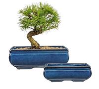 Oairse Set of 2 Bonsai Pots Shallow Succulent Planters for Live Bonsai Trees, 25cm+19cm Ceramic Plant Pot for Indoor/Outdoor Succulents with Drainage Hole, Cactus Plant Pot, Blue Flower Pot