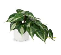 Oairse Small Artificial Plants in Ceramic Pots Decorative Fake Potted Plants Faux Pothos Realistic Greenery House Plant Indoor for Aesthetic Home Office Kitchen Bathroom Desk Décor