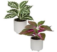 Oairse Small Artificial Plants in Ceramic Pots Set of 2 Decorative Fake Potted Plants Faux Plant Realistic Greenery House Plant Indoor for Home Office Kitchen Bathroom Desk Décor