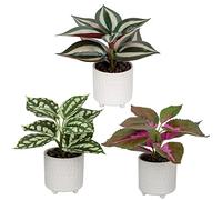 Oairse Small Artificial Plants in Ceramic Pots Set of 3 Decorative Fake Potted Plants Faux Plant Realistic Greenery House Plant Indoor for Home Office Kitchen Bathroom Desk Décor