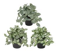 Oairse Small Artificial Plants Indoor in Pot Set of 3 Decorative Fake Plants Realistic Faux Plant Potted for Home Aesthetic Living Room Bathroom Desk Shelf Office Decoration