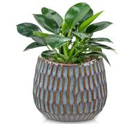 Oairse Small Ceramic Pots for Plants, 4.9 inch Blue Plant Pot Indoor with Drainage Ceramic Planters for Indoor Plants Succulent Planters Decorative Flower Pots for Cactus, Snake Plant, Herb