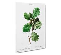 Oak Tree by Pierre-Joseph Redoute Canvas Print | Gallery Wrapped 30mm Frame Wall Art | 30x20 inches | Ready to Hang | Modern Landscape Picture | Living Room Bedroom Lounge Office