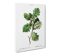 Oak Tree By Pierre Joseph Redoute Vintage Canvas Wall Art Print Ready to Hang, Framed Picture for Living Room Bedroom Home Office Décor, 24x16 Inch (60x40 cm)