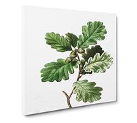 Oak Tree by Pierre Joseph Redoute Vintage Canvas Wall Art Print Ready to Hang, Framed Picture for Living Room Bedroom Home Office Décor, 20x20 Inch (50x50 cm)