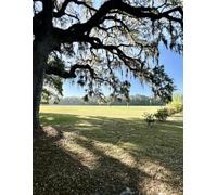 Oak Tree near McLeod Field Gratitude Journal: 8.5 x 11 100 lined pages in softcover notebook