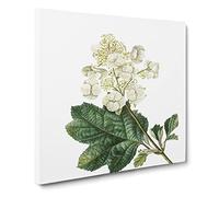 Oakleaf Hydrangea by Pierre Joseph Redoute Canvas Print | Gallery Wrapped 30mm Frame Wall Art | 14x14 inches | Ready to Hang | Retro Picture | Living Room Bedroom Lounge Office