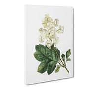 Oakleaf Hydrangea By Pierre Joseph Redoute Canvas Print | Gallery Wrapped 30mm Frame Wall Art | 24x16 inches | Ready to Hang | Retro Picture | Living Room Bedroom Lounge Office