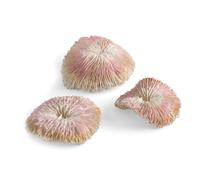 Seychelles Plate Coral Set of 3