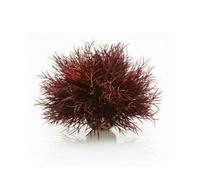 biOrb Fish Tank Decorations, Aquatic Sea Lily Plant With Weighted Ball (1 x Red Aquarium Plant), Artificial Fish Tank Plants To Add Colour, Natural-Looking Aquarium Decor For Scenic Background