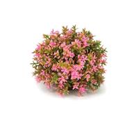 biOrb Fish Tank Decorations, Aquatic Flower Ball With Weighted Ball (1 x Pink Aquarium Plant), Beautiful Artificial Fish Tank Plant To Add Colour, Natural-Looking Aquarium Decor For Scenic Background