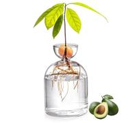 Obelunrp Avocado Vase, 3.4x5.4inch Glass Avocado Seed Starter Vase, Clear Avocado Tree Growing Planter, Clear Bud Vases for Water Rooting