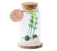 objbhuely Mini Cork Bottles - Wishing Bottle - Storage Decoration Miniature Stylish with Wooden Corks for Home Crafts Desktop Ornament Family Friends Drift Message Wishing