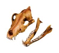 Obotsnoi Anatomically Accurate Wolf Head Bone Sculpture Resins Craft Animal Skull Model Replicas For Science Education Display Decorative Wolf Skull Study Desk Ornament