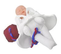 Obstetric Pelvis Demonstration Tool for Midwifery Education Tall Standard PVC Model with Realistic Gestation Particulars Placental Pelvic Model for Medical Education