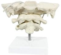 Occiput Model Human Cervical Spine Model Occipital Bone Model PVC Occipital Bone Model for Medical Teaching Training Aid