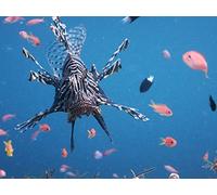 Ocean Animals