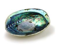 Ocean Shell Studios 5"- 6" Premium Natural Abalone (Pāua) Shell for Smudging, Cleansing Home, Meditation, Shell Crafts,Incense Holder, Home Décor, 100% Natural, Sustainable.