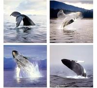 Ocean Wall Decor Humpback Whale Sea Underwater Animal Framed Picture 16x20 Four Set Art Print Poster