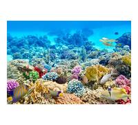 Ocean World Aquarium Background Under The Sea Tropical Fish Coral Reef Terrarium Background Underwater Marine life Fish Tank Background Colorful Corals Blue Seabed Fish Tank Backdrop Decors 24x16in