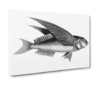 Oceanic Flying Fish In Black & White By George Shaw Canvas Print | Gallery Wrapped 30mm Frame Wall Art | 30x20 inches | Ready to Hang | Retro Animals Picture | Living Room Bedroom Lounge Office